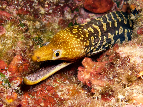 Preview: Fangtooth moray eel from Cyprus