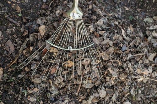 Preview: Process of raking dry leaves with a rake. Use leaves as organic organic fertilizers