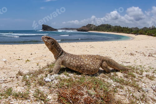 Preview: savannah monitor lizard roam at the tropical beach