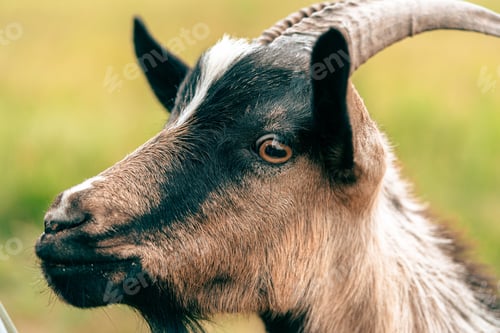 Preview: goat's head with distinct markings grazing in a sunny pasture during the day