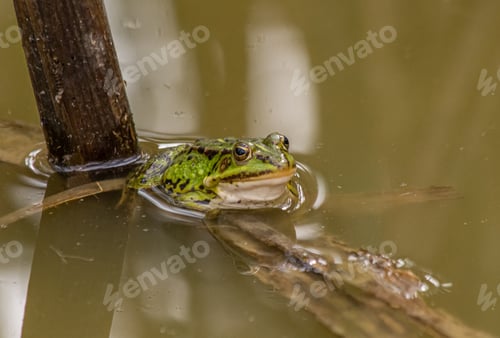 Preview: Relaxed frog in the pond