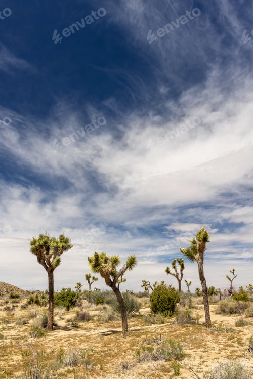 Preview: Joshua Tree National Park
