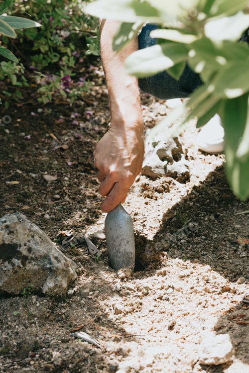 Preview: Hand growing seeds of vegetable on sowing soil at garden metaphor gardening, agriculture concept.