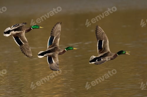 Preview: Three male mallard ducks flying above the water