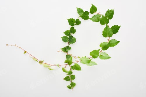 Preview: top view of hop plant twig with green leaves isolated on white