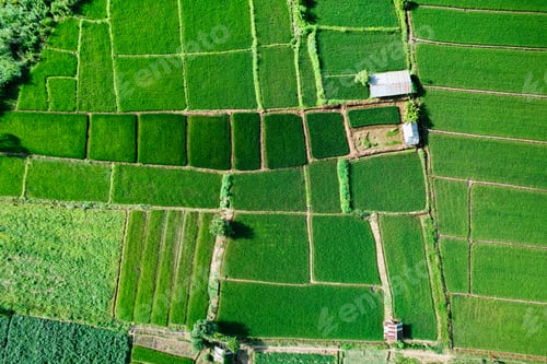 Preview: Rice field ,Aerial view of rice fields