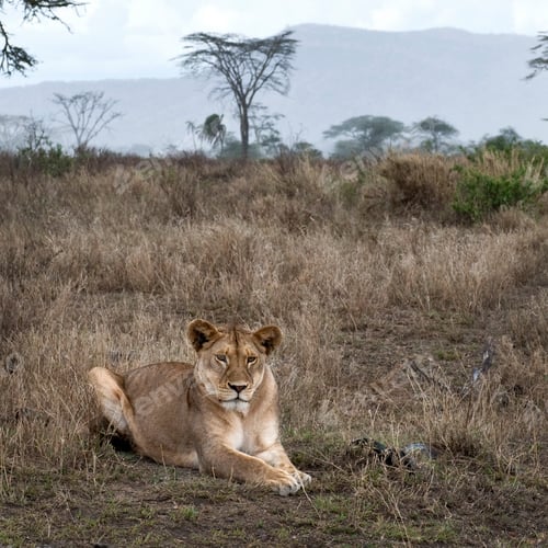 Preview: Lioness lying in bush of Serengeti, Tanzania, Africa