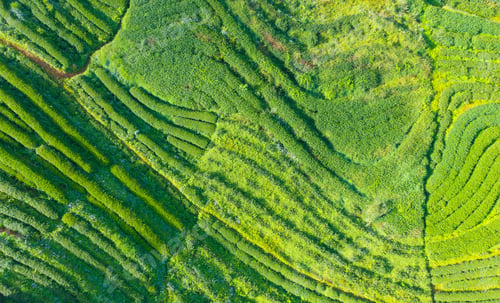 Preview: Tea or strawberry farm, agricultural plant fields. Rural area. Farm. Nature landscape background