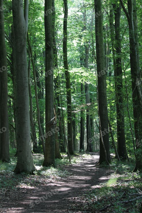 Preview: Vertical shot of pine trees in the forest