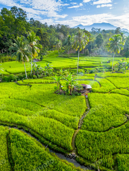 Preview: beauty landscape paddy fields natural beautiful morning view from asia