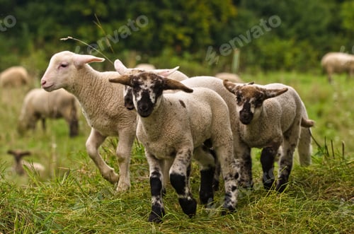 Preview: Many cute and happy lambs playing in the meadow