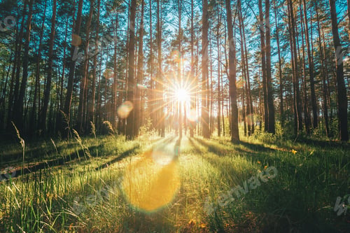 Preview: Beautiful Sunset Sunrise Sun Sunshine In Sunny Summer Coniferous Forest. Sunlight Sunbeams Through