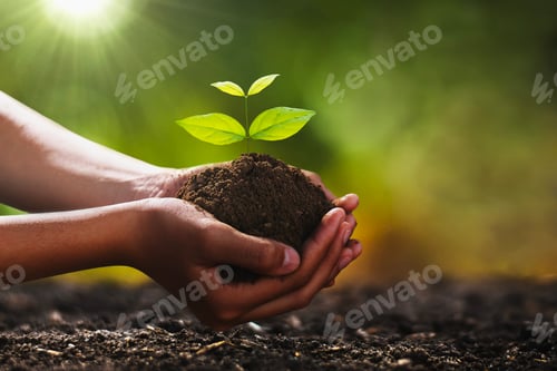 Preview: hand holding small tree for planting. concept green world