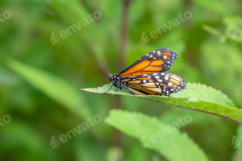 Monarch Butterfly Resting on a Green Leaf