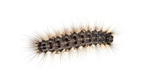 Preview: Overhead view of the Caterpillar of a Lymantria dispar, the gypsy moth against a white background