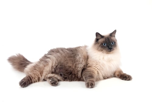 Preview: siberian cat in studio