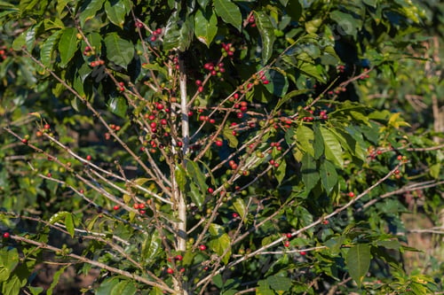 Preview: Coffee tree concept. Organic coffee berries beans. Red berry branch.