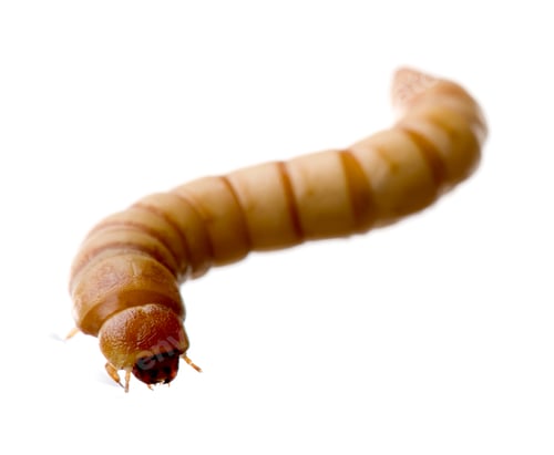 Preview: Larva of Mealworm - Tenebrio molitor