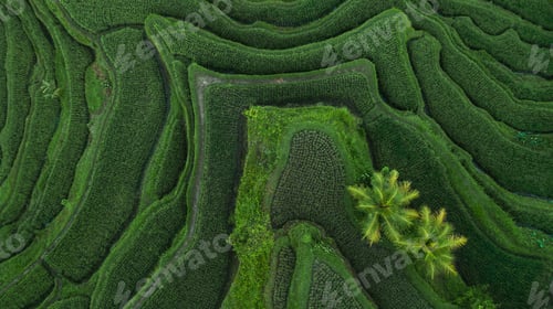 Preview: Aerial view of Tegallalang Bali rice terraces