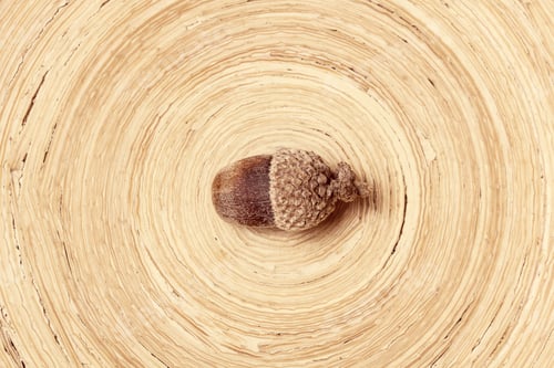 Preview: Background Texture Of A Tree In A Spiral Beige Color And Is An Acorn