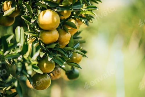 Preview: Bunch of ripe oranges hanging on a orange tree