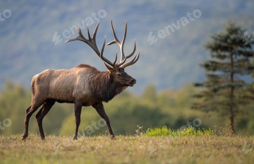 Preview: Large Bull Elk Portrait