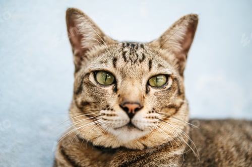 Preview: Focus closely on the tabby eyes