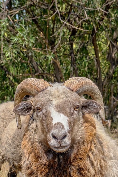 Preview: Close-up portrait of an old ram