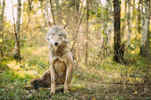Preview: Belarus. Wolf, Canis Lupus, Gray Wolf, Grey Wolf Sitting Outdoors In Autumn Day. Portrait