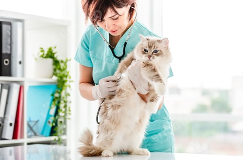 Preview: Ragdoll cat at veterinerian clinic