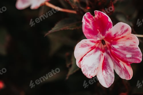 Preview: spring