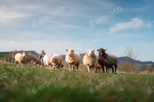 Preview: Female farmer walking with sheep and dogs in green meadow on international worker's day