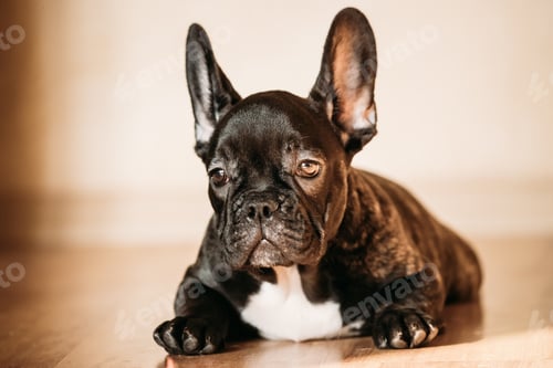 Preview: Young Black French Bulldog Dog Puppy Sitting On Laminate Floor I