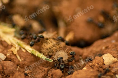 Preview: Closeup shot of ants working and building a nest