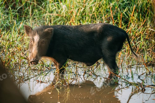 Preview: Funny Small Household Black Pig Looking For Food In Marsh