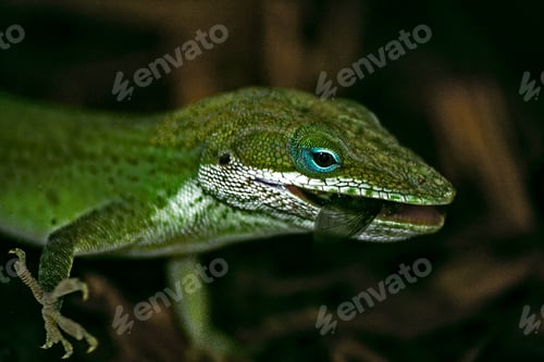 Preview: Closeup of a cute green anole swallowing a fly on a blurred background in the wild
