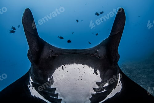 Preview: Close up cropped view of giant oceanic manta ray