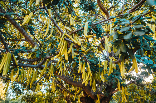 Preview: Green fruits of the carob tree maturing in the sun.