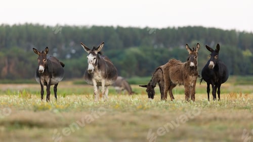 Preview: Group of donkey on meadow with wildflowers in national park in Hungary