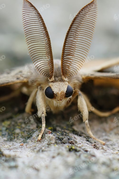 Preview: Closeup on a male Gypsy moth , Lymantria dispar with it's remarkable bat-alike antenna