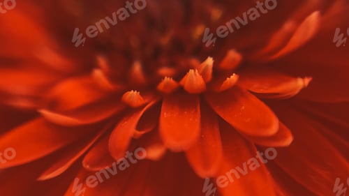 Preview: Macro shot of red gerbera petals. Beautiful flower background in defocus.
