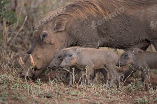 Vista previa: Warthog looking for food together with her piglets