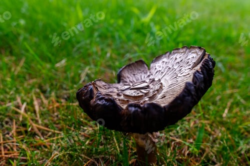 Preview: Mushroom of intense color, Macrolepiota procera.