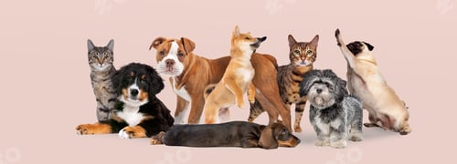 Preview: group of cats and dogs