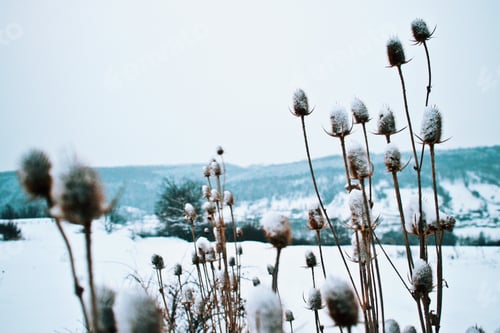 Preview: Winter wonderland. Amazing snowy weather. Cold.