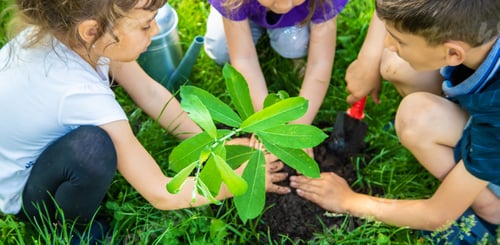 Preview: The child is planting a tree together. Selective focus.