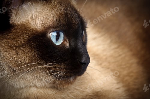 Preview: siamese cat closeup