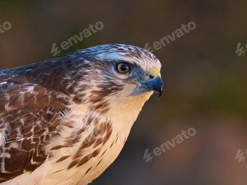 Preview: Common buzzard (Buteo buteo)