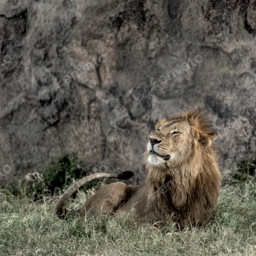 Preview: male lion resting in Serengeti National Park