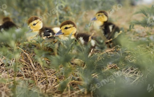 Preview: Small baby ducklings in the green grass. group of little yellow ducklings.